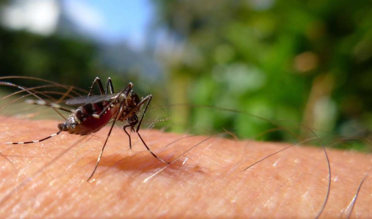 Aedes albopictus (Skuse, 1894)
