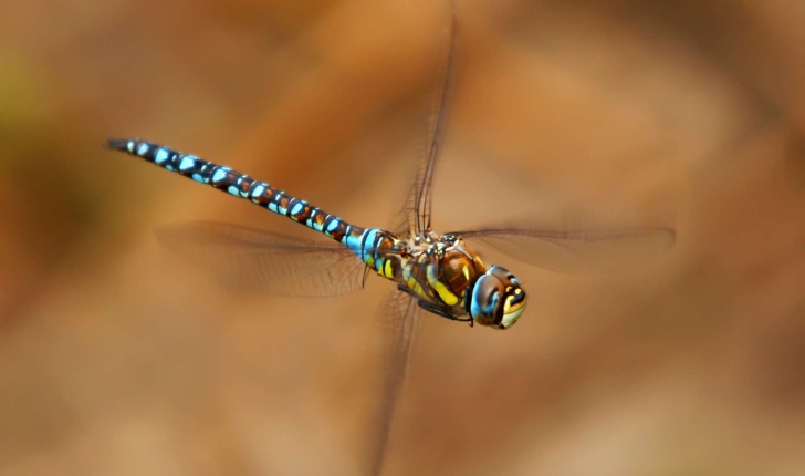 Aeshna mixta (Latreille, 1805)