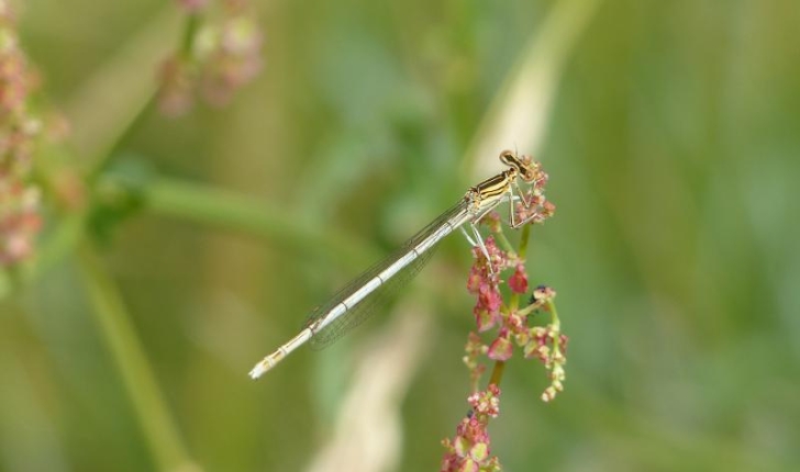 Agrion à larges pattes - Coenagrion puella