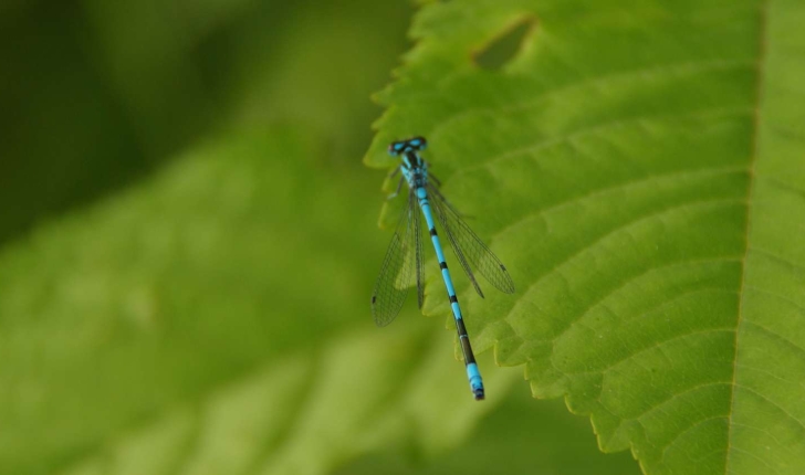 Coenagrion sp, Ceriagrion sp, Ishnura sp, Enallagma sp