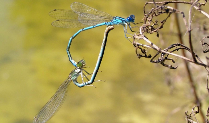 Coenagrion mercuriale (Charpentier, 1840)