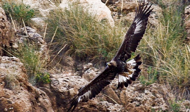 Aquila chrysaetos (Linnaeus 1758)