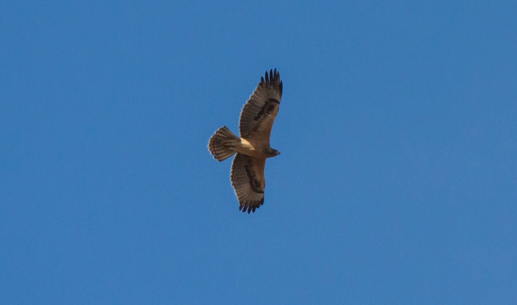 Aquila fasciata (Vieillot, 1822)