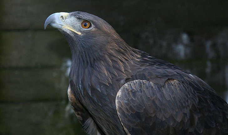 Aquila chrysaetos (Linnaeus 1758)