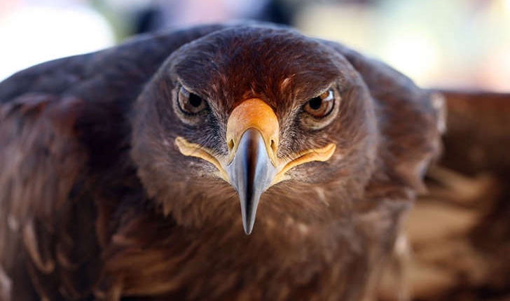 Aquila chrysaetos (Linnaeus 1758)