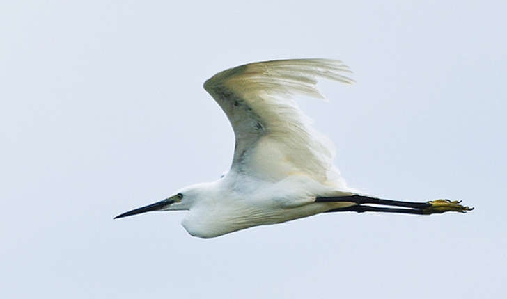 Egretta garzetta (Linnaeus, 1766)