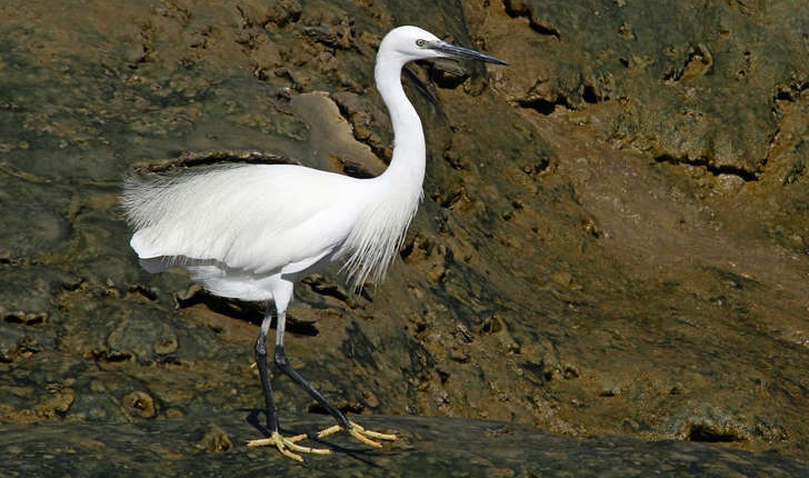 Egretta garzetta (Linnaeus, 1766)