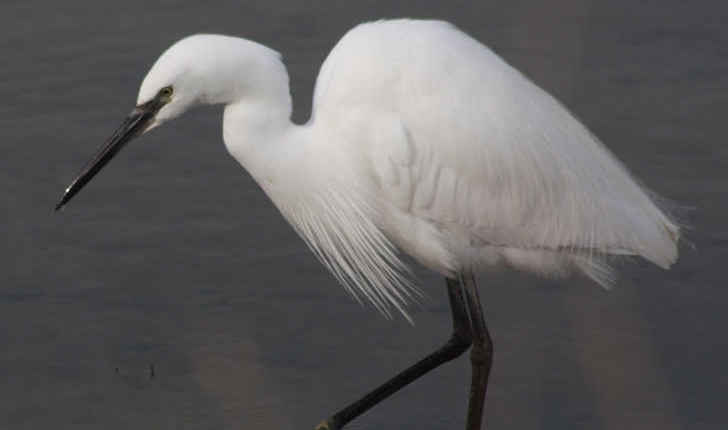 Egretta garzetta (Linnaeus, 1766)