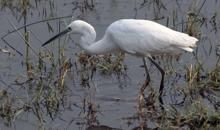 Egretta garzetta (Linnaeus, 1766)