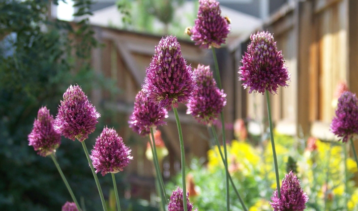 Allium sphaerocephalon (L., 1753)