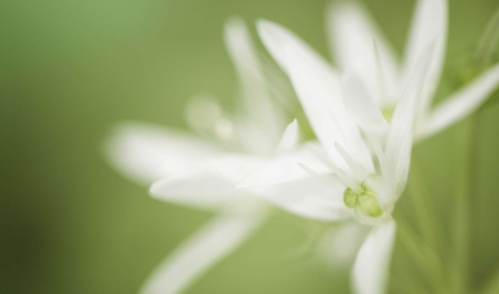 Allium ursinum (L., 1753)