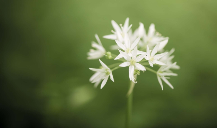Allium ursinum (L., 1753)