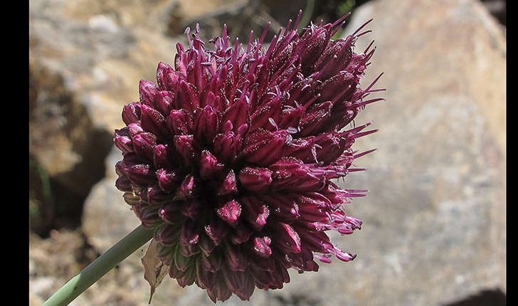 Allium sphaerocephalon (L., 1753)