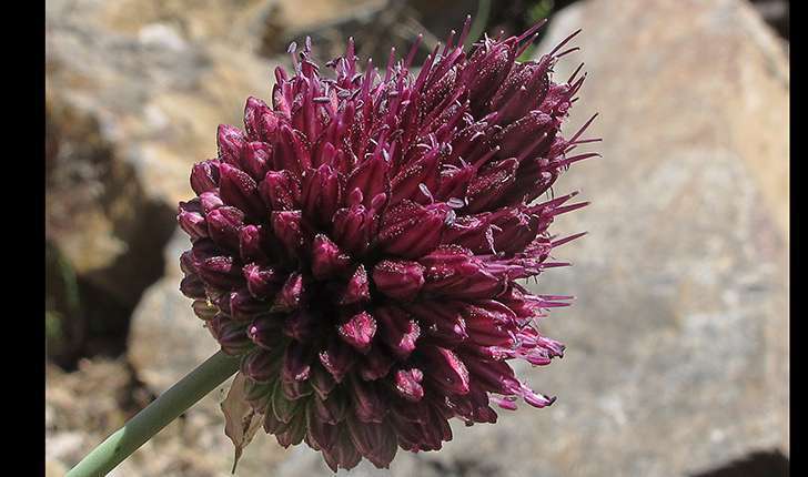 Allium sphaerocephalon (L., 1753)