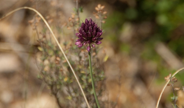 Allium scorodoprasum (Linné, 1753)