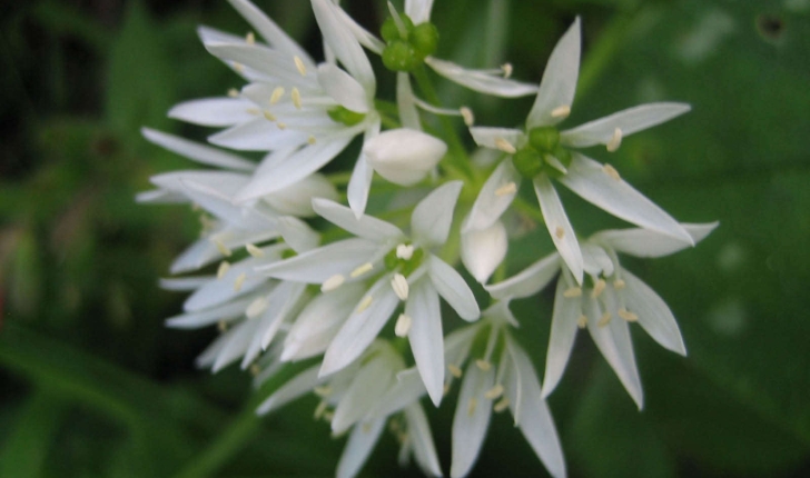 Allium ursinum (L., 1753)