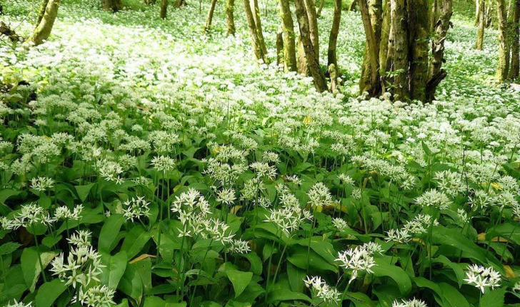 Allium ursinum (L., 1753)