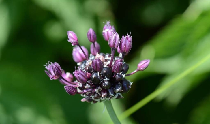 Allium scorodoprasum (Linné, 1753)