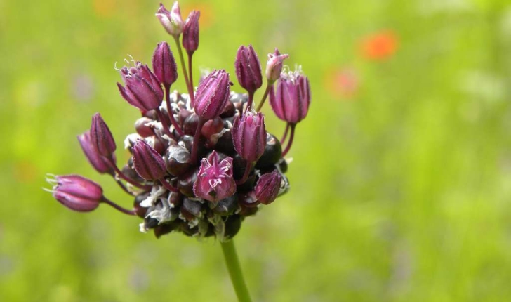 Allium scorodoprasum (Linné, 1753)
