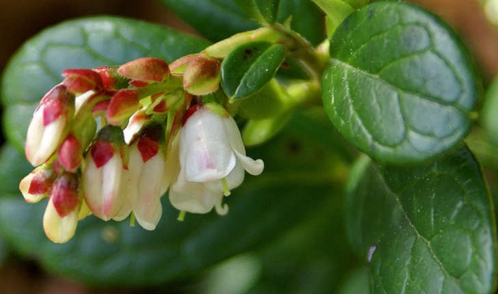 Vaccinium vitis-idaea (L., 1753)