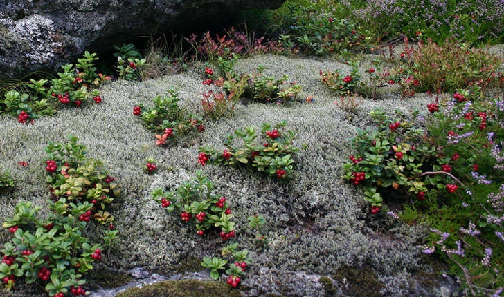 Vaccinium vitis-idaea (L., 1753)
