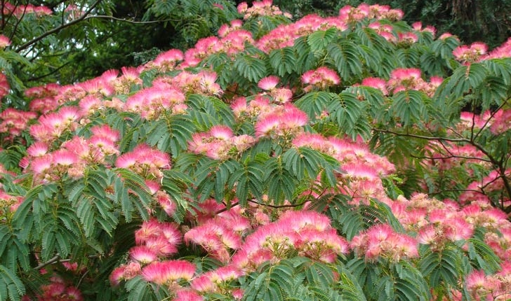 Albizia julibrissin