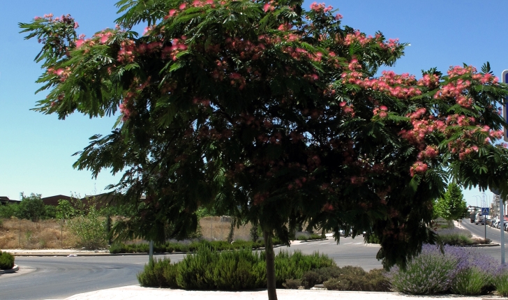 Albizia julibrissin