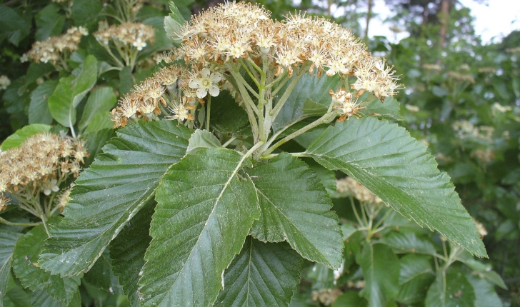 Sorbus sp.