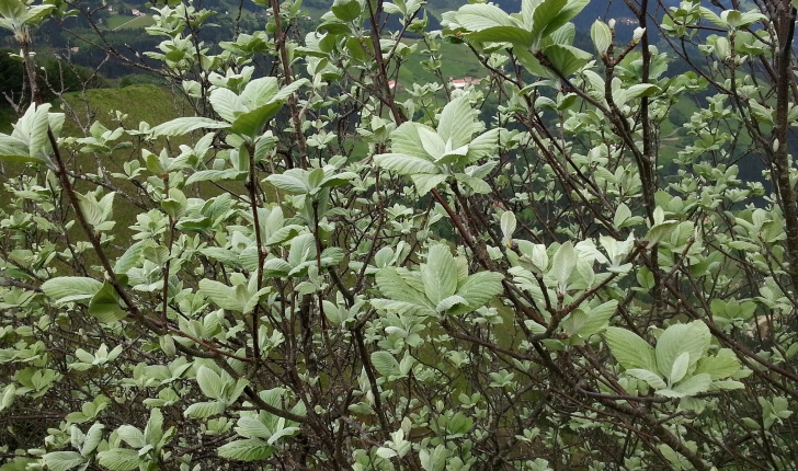 Sorbus sp.