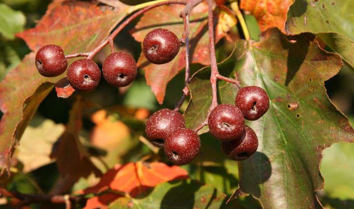 Sorbus torminalis (L. Crantz, 1763)
