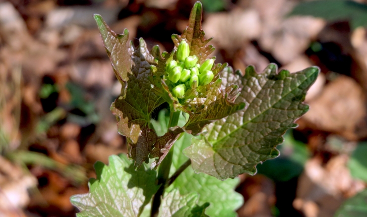 Alliaria petiolata (Cavara & Grande, 1913)