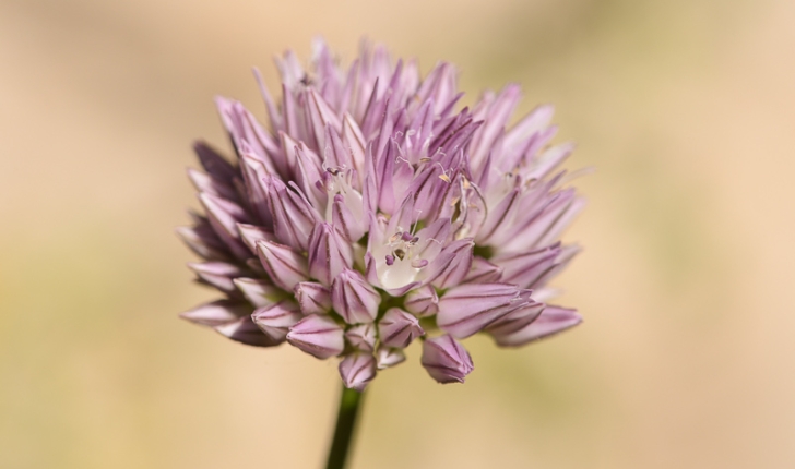 Ail à fleurs aigue