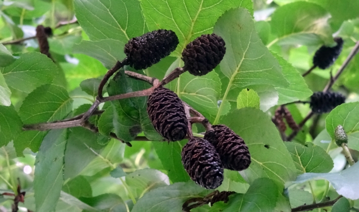 Alnus cordata (Loisel) Duby, 1828