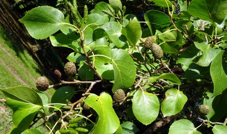 Alnus cordata (Loisel) Duby, 1828