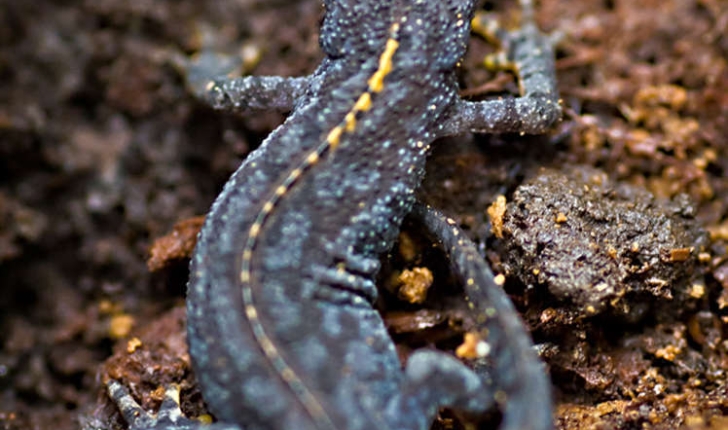Ichthyosaura alpestris (Laurenti, 1768)