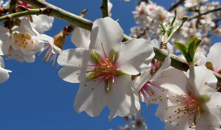 Prunus dulcis (Mill. D.A.Webb, 1967)