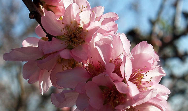Prunus dulcis (Mill. D.A.Webb, 1967)