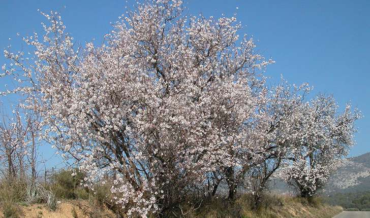 Prunus dulcis (Mill. D.A.Webb, 1967)