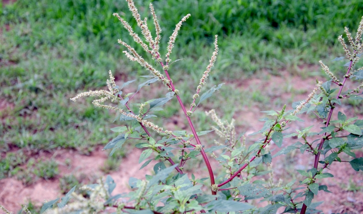 Amaranthus hybridus L., 1753