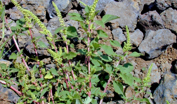 Amaranthus hybridus L., 1753