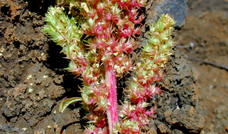 Amaranthus hybridus L., 1753