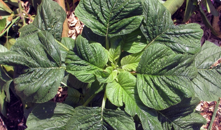 Amaranthus hybridus L., 1753