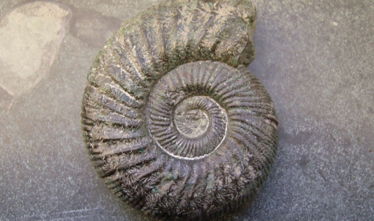 Ammonoidea (Zittel, 1884)