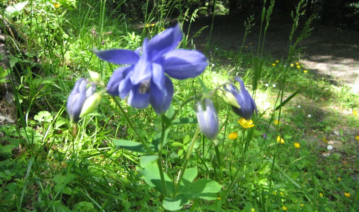 Aquilegia vulgaris L.
