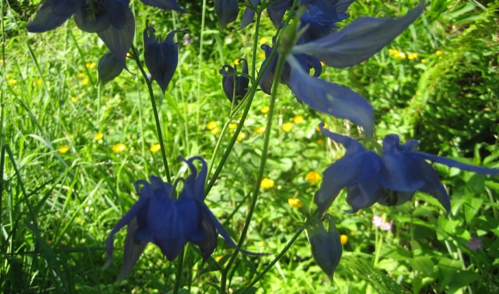 Aquilegia vulgaris L.