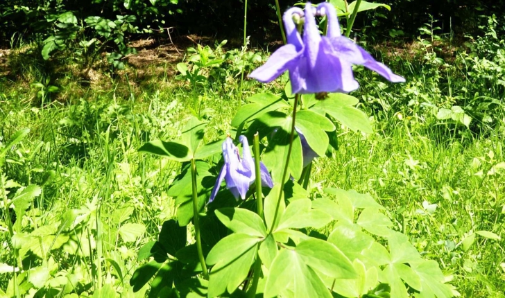 Aquilegia vulgaris L.