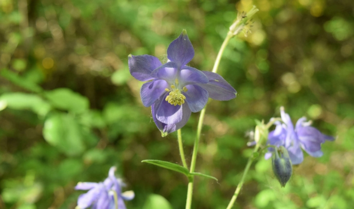 Aquilegia vulgaris L.