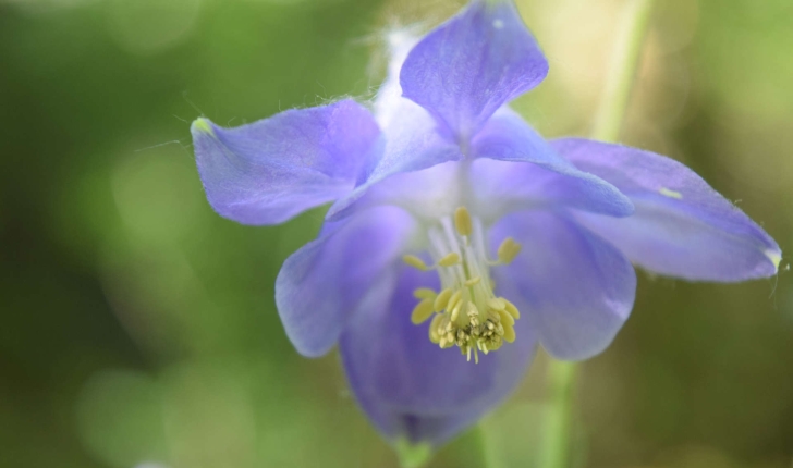 Aquilegia vulgaris L.
