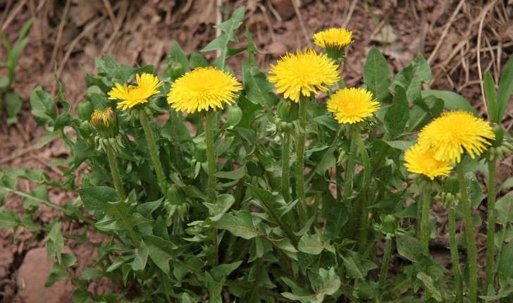 Taraxacum officinale (F.H.Wigg., 1780)