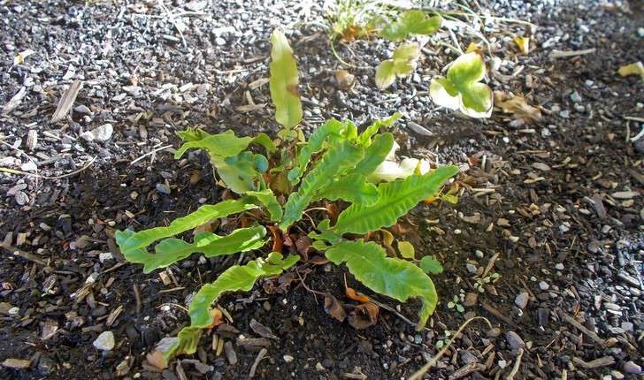 Asplenium scolopendrium (L., 1753)
